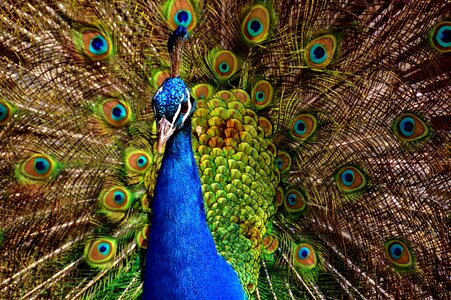 Poultry feather animal