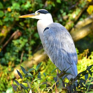 Blue heron bird nature