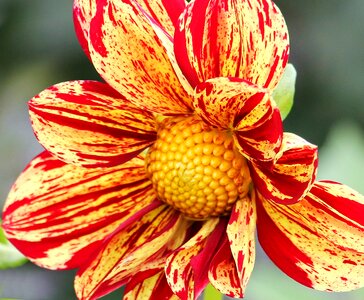 Composites flower garden ornamental flower photo