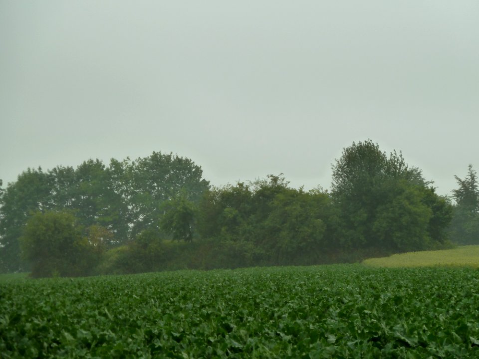Remicourt-Tumulus van Hoedeige (3)