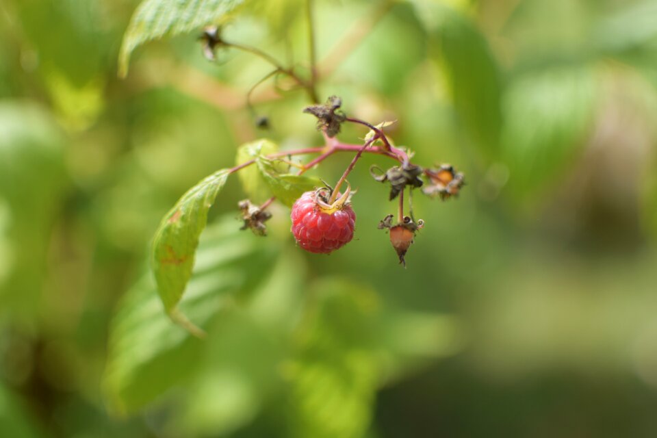 Red food vitamins