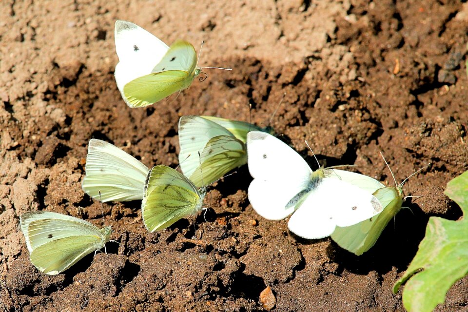 Cabbage white linge insect summer