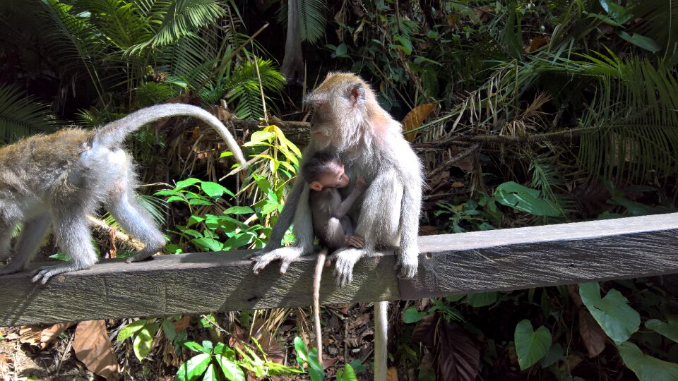 Monkey child indonesia monkey baby