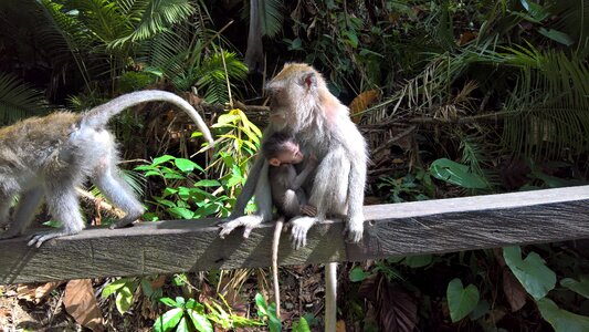 Monkey child indonesia monkey baby