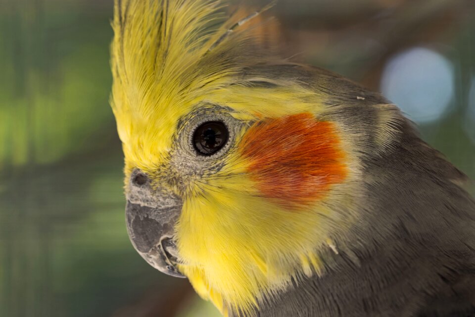 Birds parakeets nature