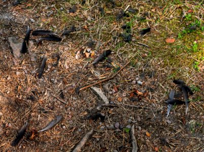 Remnants of a bird kill on Myrstigen trail