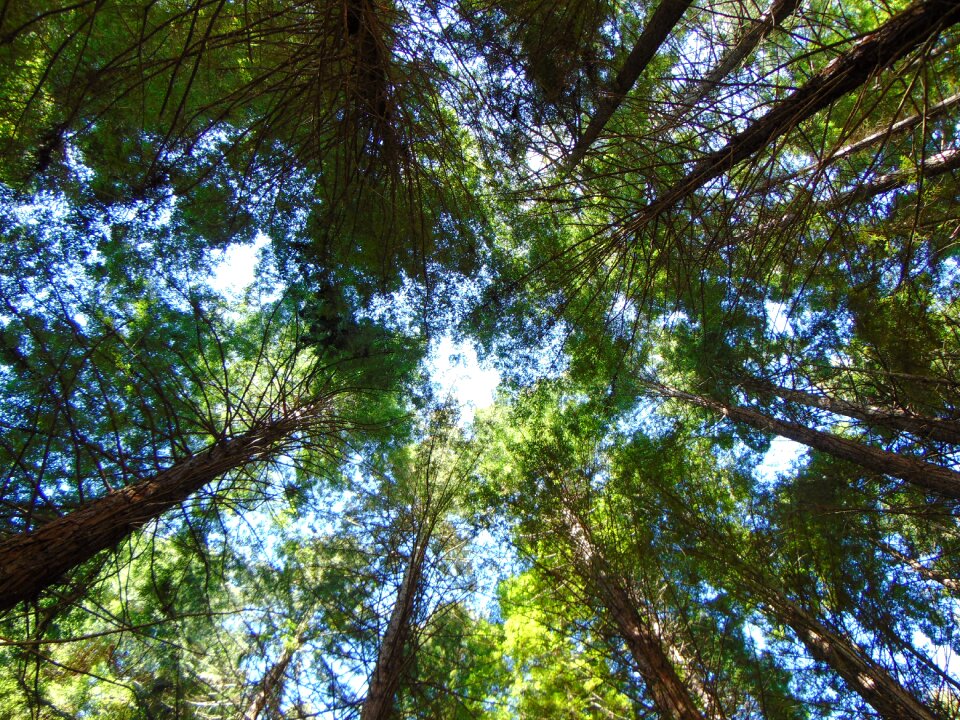 Forest outdoor season