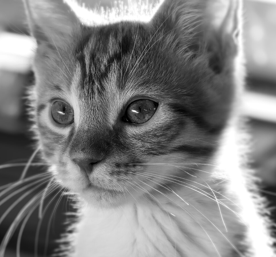 Pet domestic cat animal