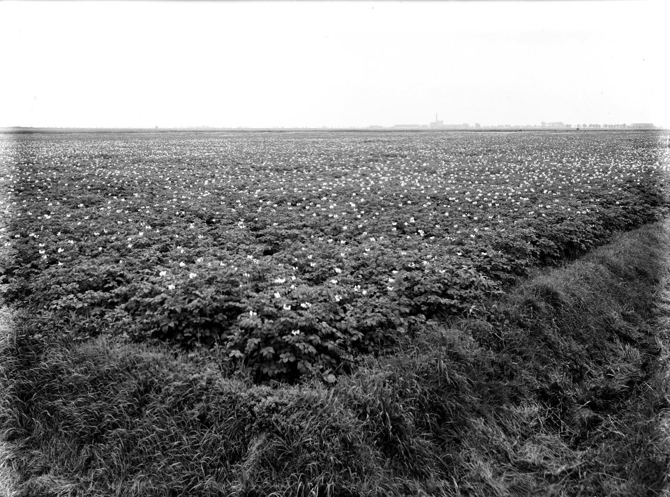 Reiniging afvalwater, verwerken stadsvuil, bouwlanden, aardappelen, aardappelmee, Bestanddeelnr 159-1164