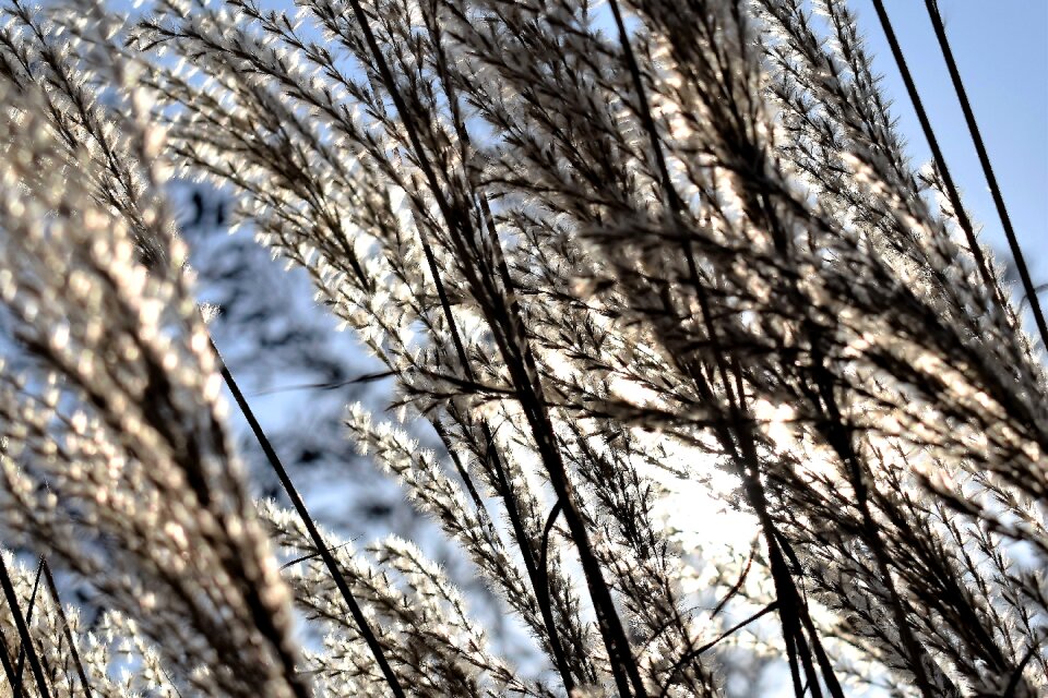 Plant blade of grass wind