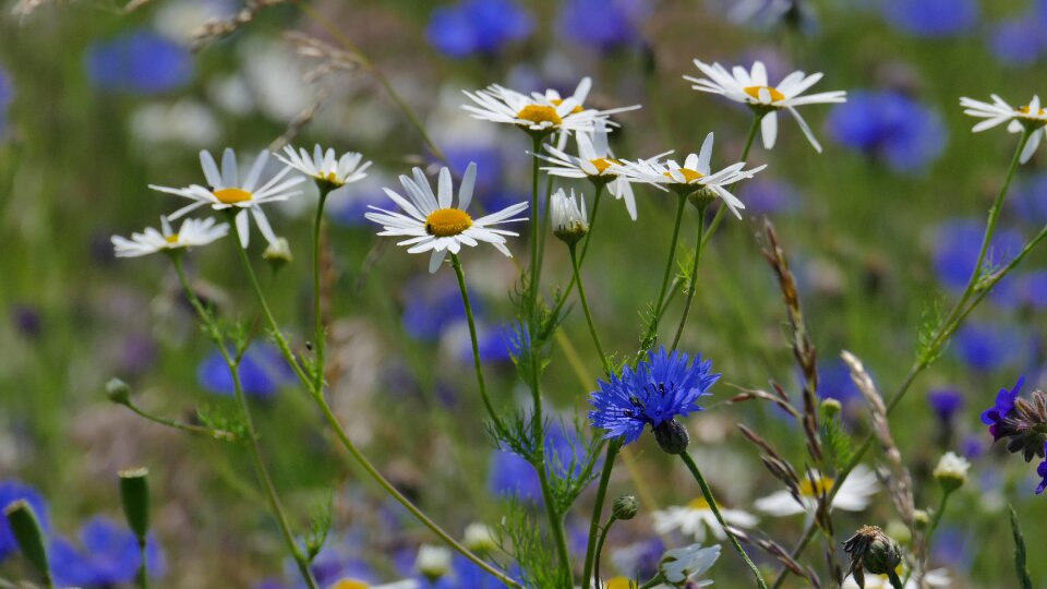 Meadow grass grasses photo