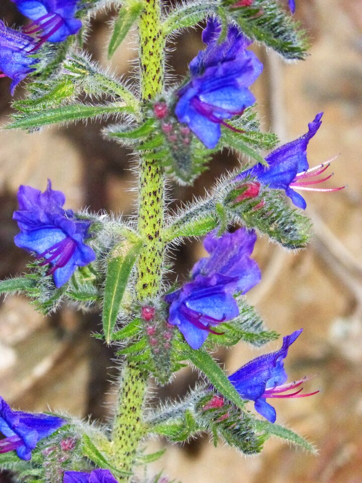 Blue grass cow tongue echium vulgare