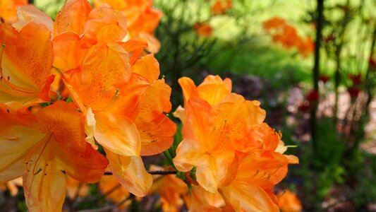 Azaleas spring nature