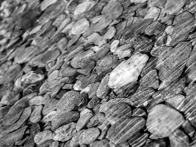 Nature black white