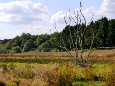ReinsfeldNaturschutzgebeitOsterbachtalH4a