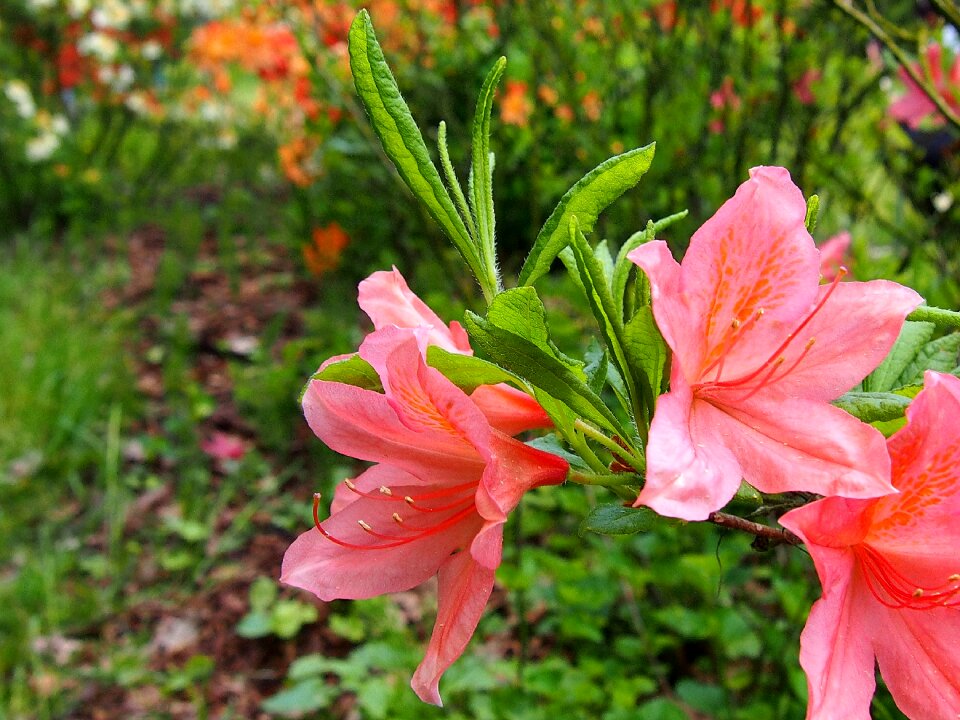 Garden flowers japanese a garden plant