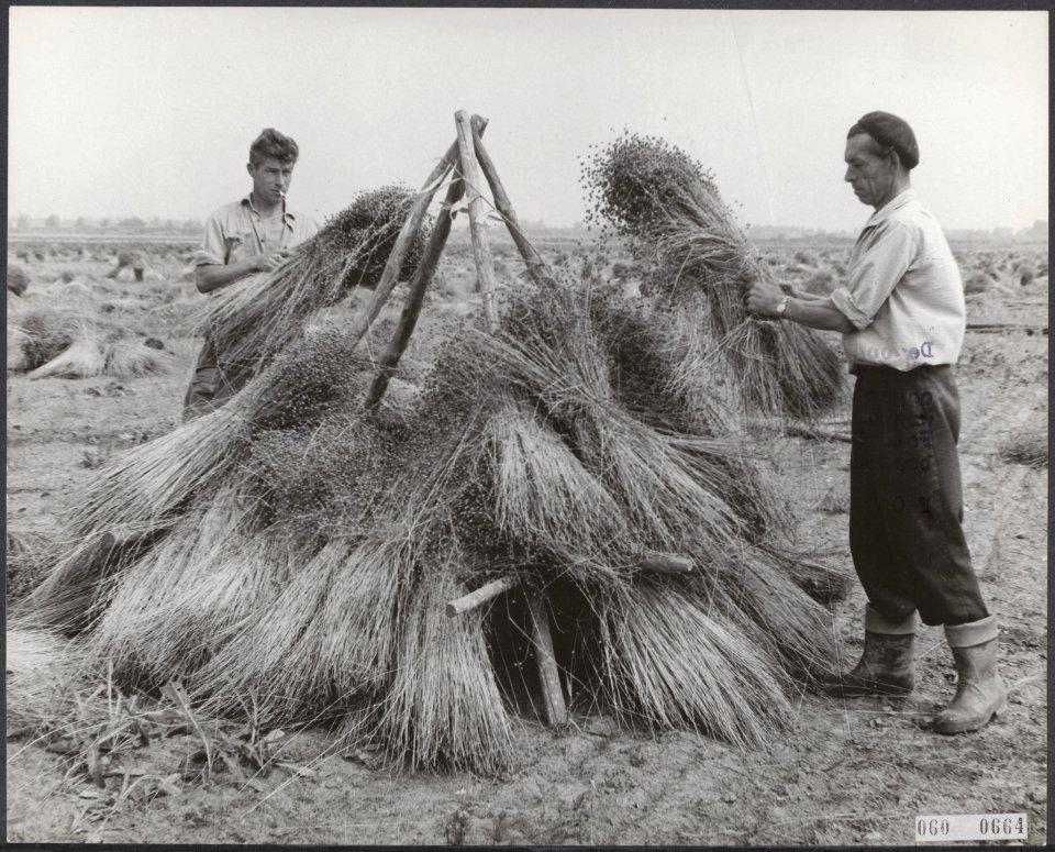 Reeks 060-0664 tm 060-0666. Binnenhalen van de vlasoogst., Bestanddeelnr 060-0664