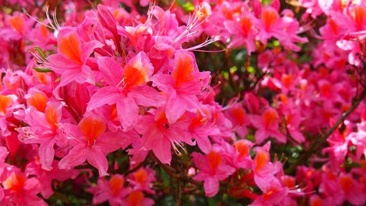 Azaleas nature macro photo