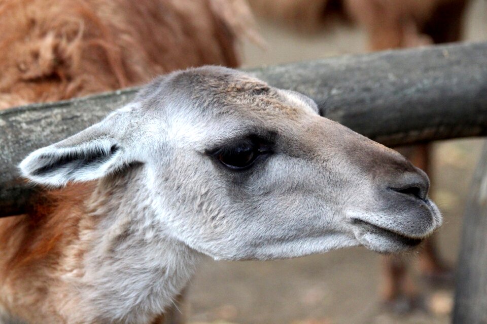 Russian animal animal view