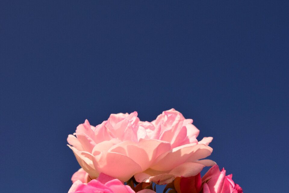 Flower blossom bloom