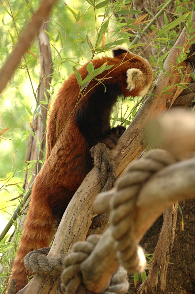 Red-Panda-Melbourne-Zoo-20070224-069