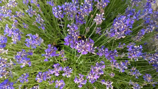 Bee garden flowers photo