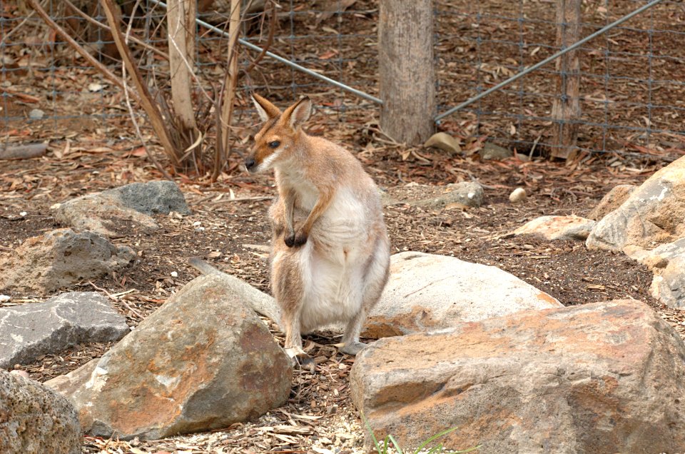 Red-Necked-Wallaby-Melbourne-Zoo-20070224-006