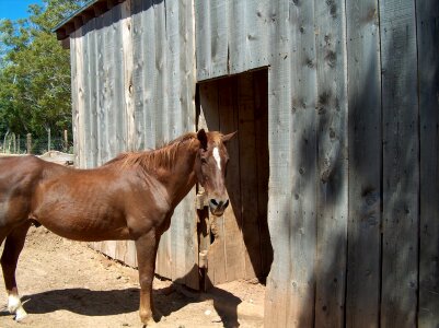 Mane domestic barn