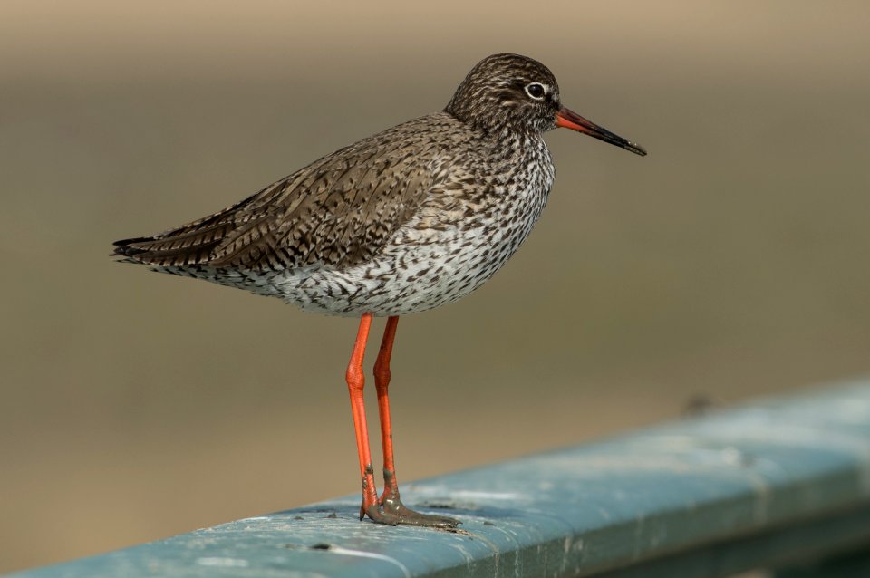 Redshank (Tringa totanus)