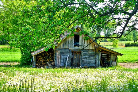 Wildflowers wooden nature photo