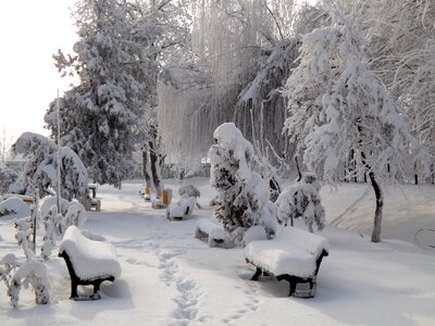 Tree white winter photo