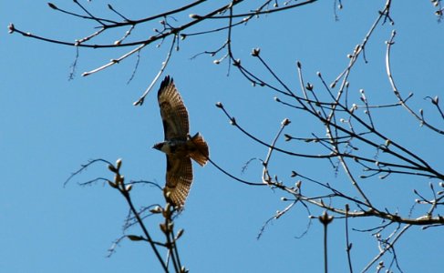 Red-tailed Hawk, immature, in Oregon 2