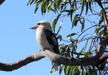 Australian kookaburra bird