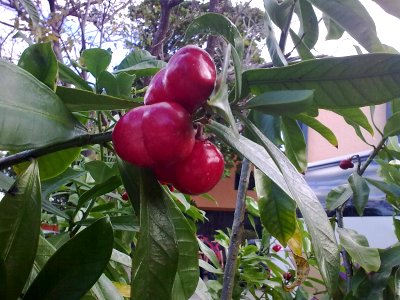 Redfruit4466