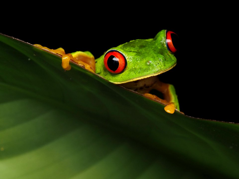 Red-eyed tree frog Belize 02