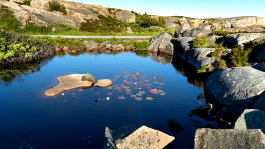 Red water lilies in Draget, Malmön photo