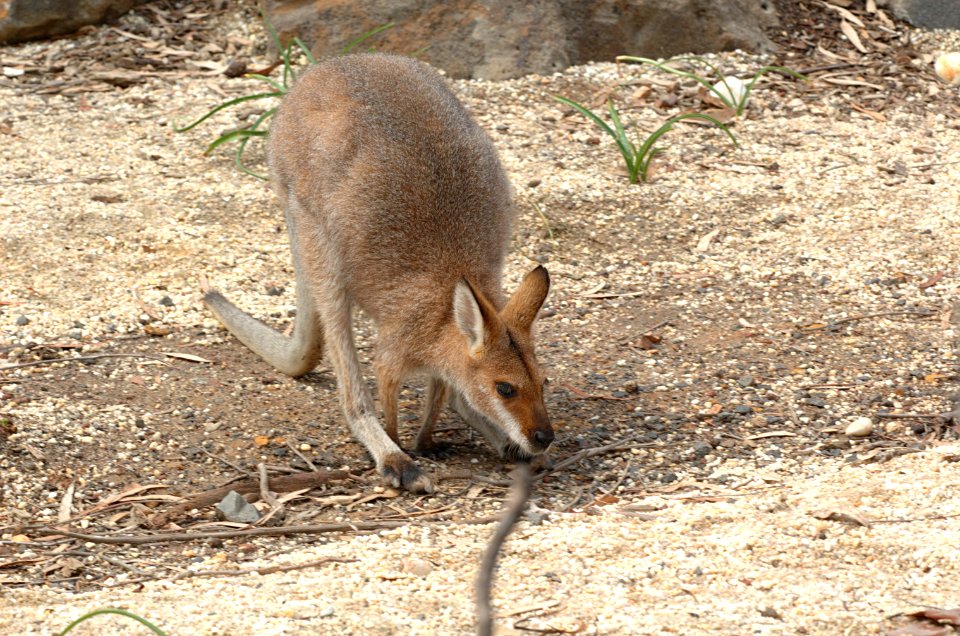 Red-Necked-Wallaby-Melbourne-Zoo-20070224-007