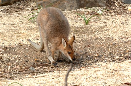 Red-Necked-Wallaby-Melbourne-Zoo-20070224-007