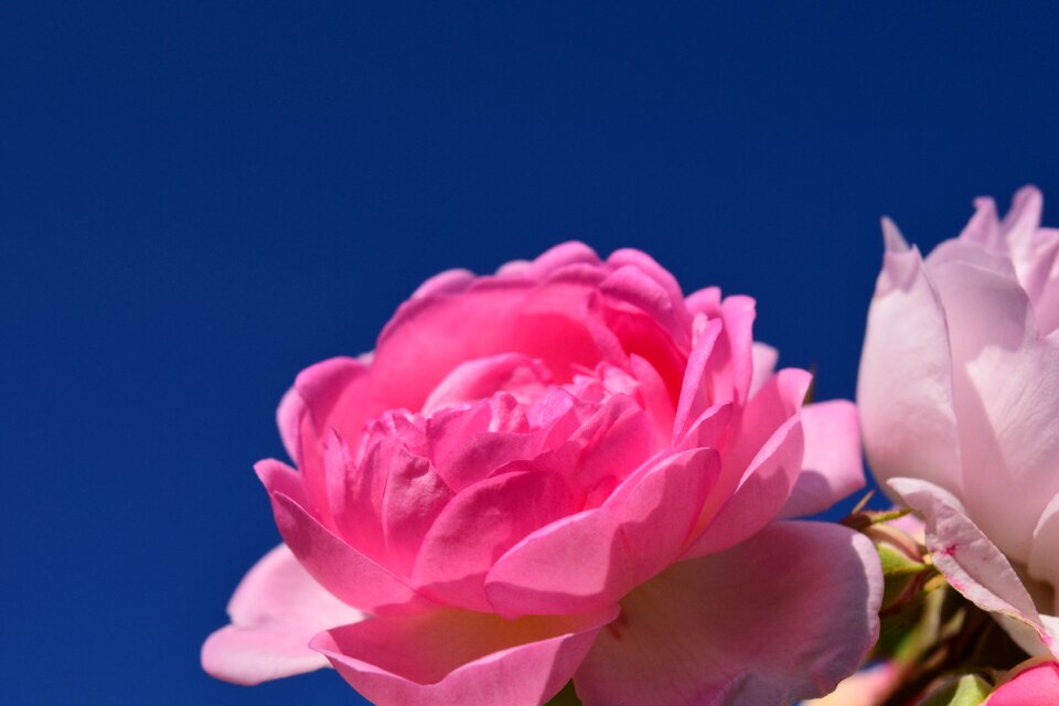 Flower blossom bloom