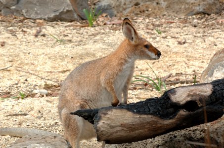 Red-Necked-Wallaby-Melbourne-Zoo-20070224-008