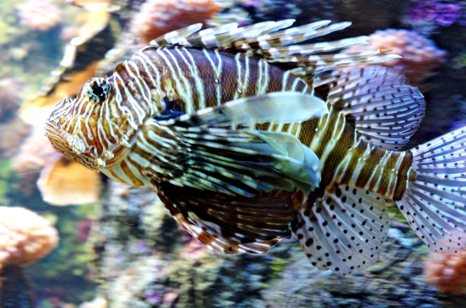Red-lionfish-Oceanopolis-20060521-003