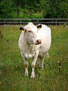 Animals farm finnish