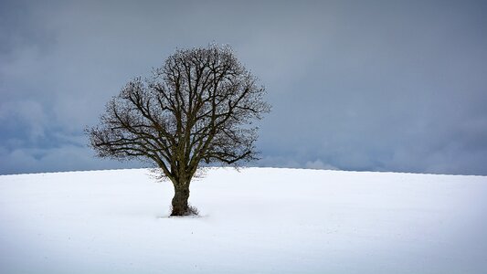 Nature winter trees landscape photo