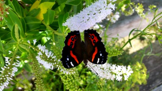 Red Admiral Butterfly (Vanessa gonerilla)