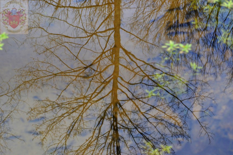 Reflection (253591231)