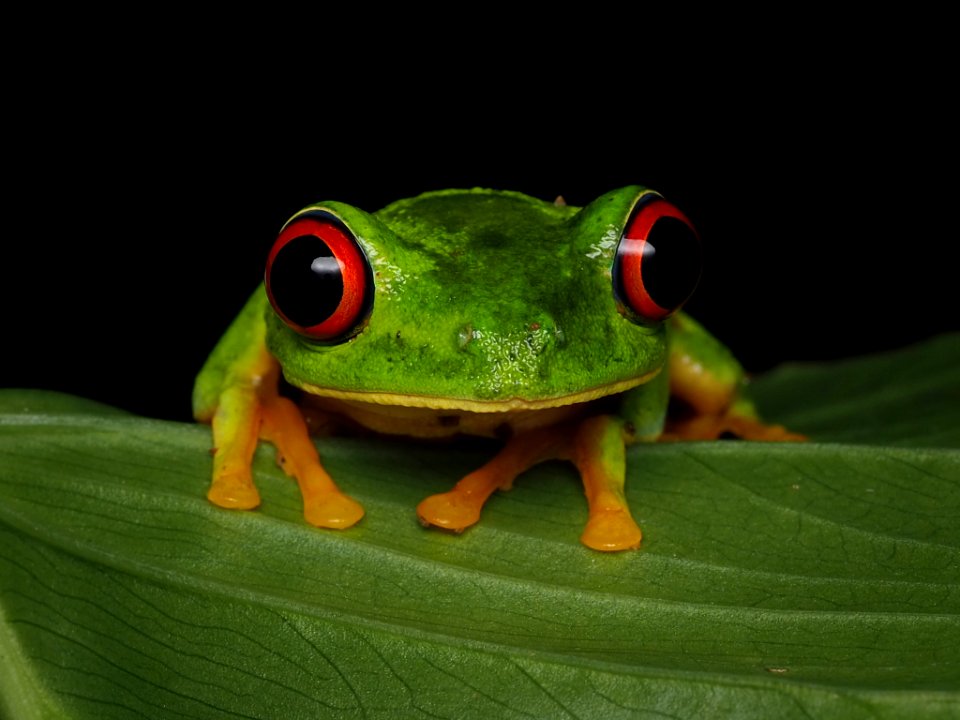 Red-eyed tree frog Belize 03