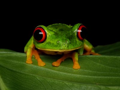 Red-eyed tree frog Belize 03