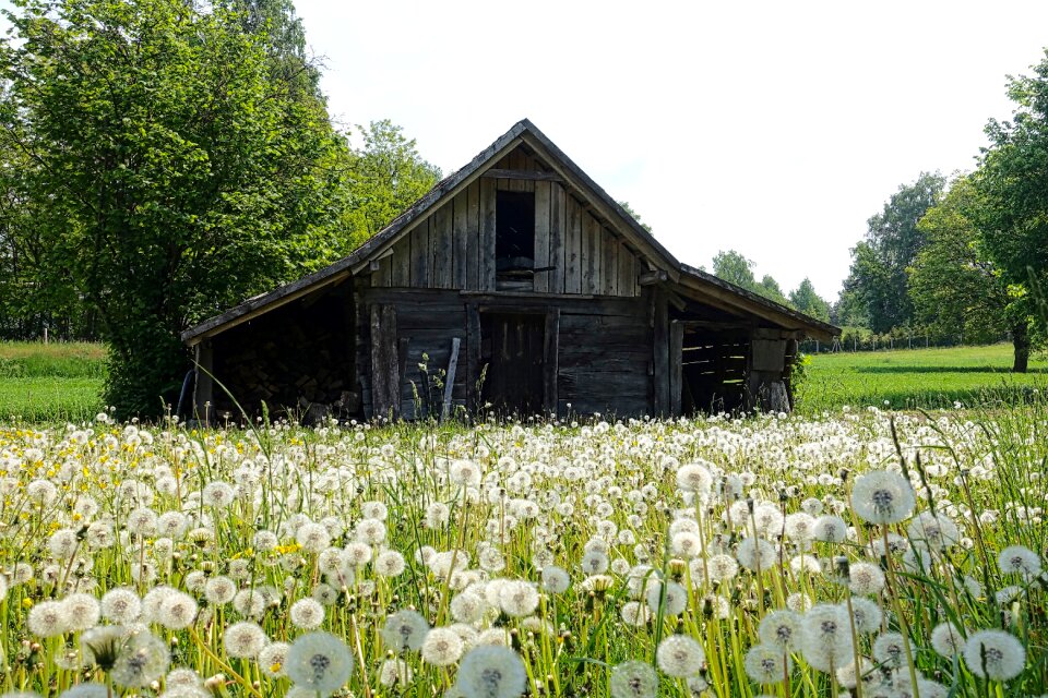 Wildflowers wooden nature