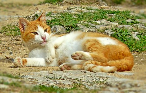 Mammal domestic cat fur photo