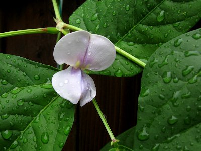 Red Noodle Bean flower after rain, 2020-08-11, Beechview, 02